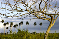 Cuba
